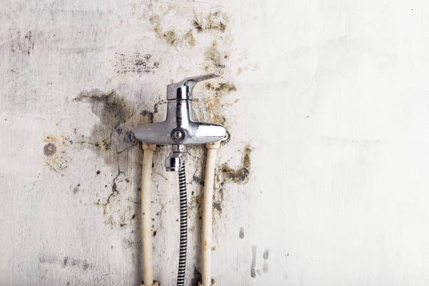 Best Insurance-Related Mold Remediation in Mount Pulaski, IL