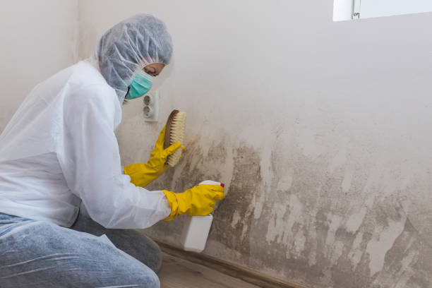 Best Mold Remediation for Schools in Mount Pulaski, IL