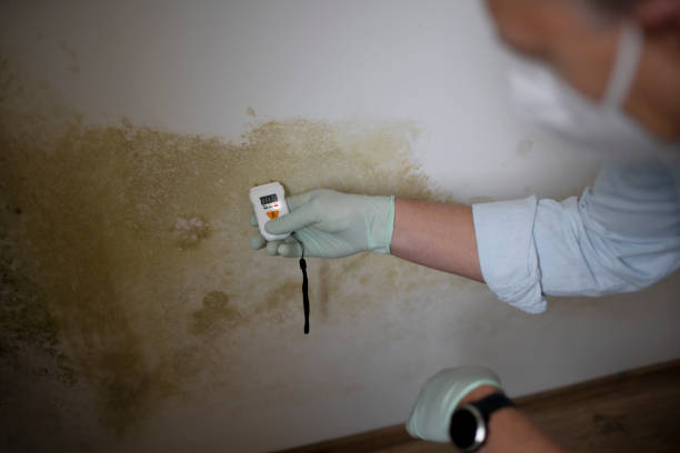 Best White Mold Remediation in Mount Pulaski, IL