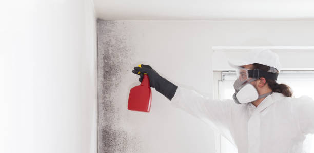 Best Insurance-Related Mold Remediation in Mount Pulaski, IL