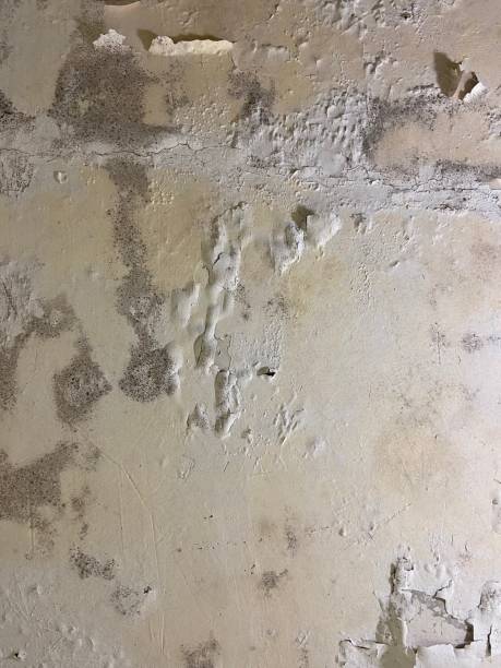 Best Black Mold Remediation in Mount Pulaski, IL