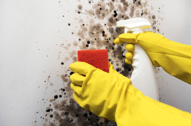 Best Attic Mold Remediation in Mount Pulaski, IL