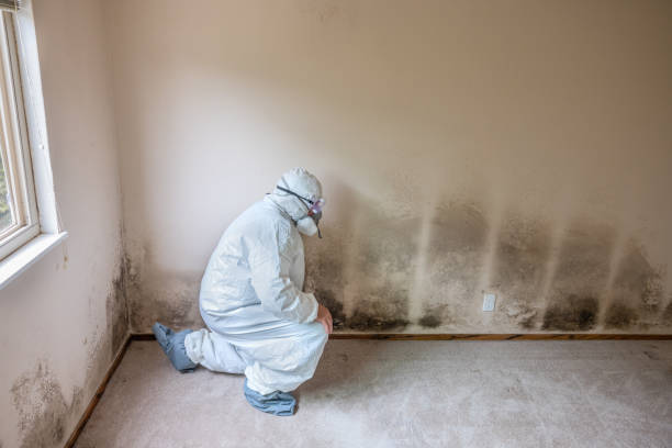 Best DIY Mold Remediation Support Services in Mount Pulaski, IL
