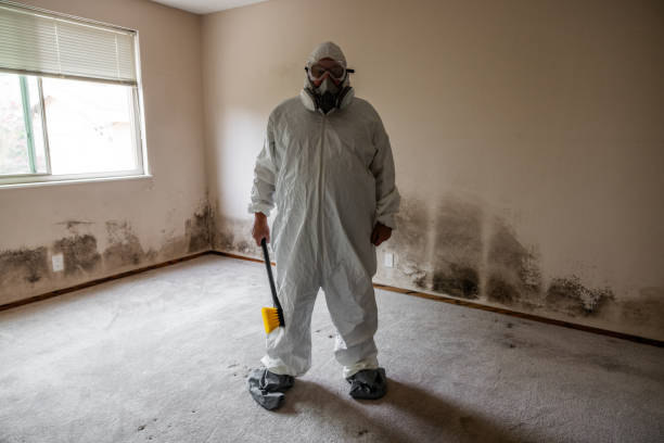 Best Health and Safety Mold Remediation in Mount Pulaski, IL