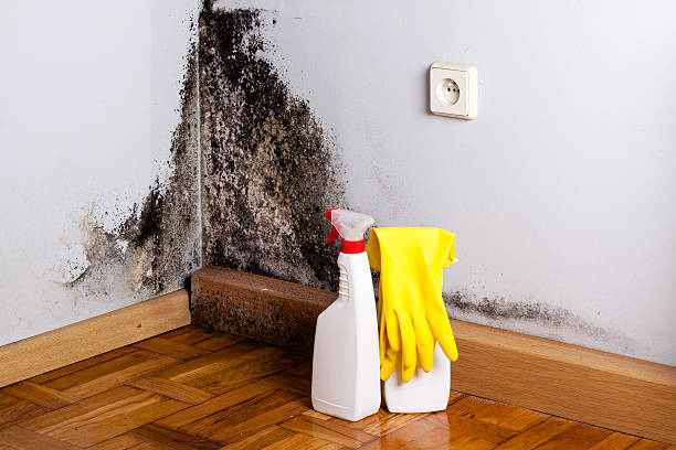Best Residential Mold Remediation in Mount Pulaski, IL