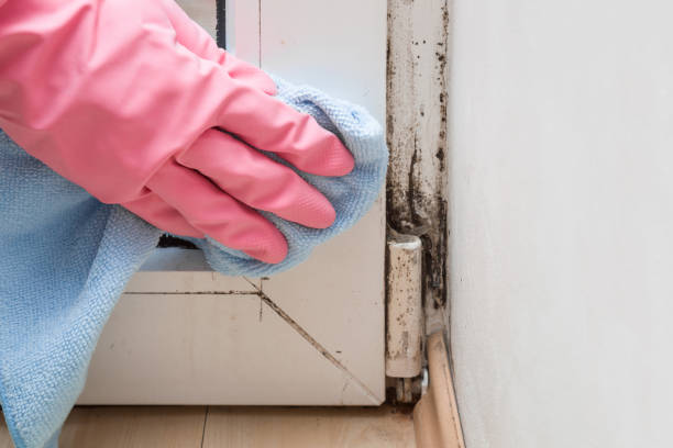 Professional Mold Remediation in Mount Pulaski, IL
