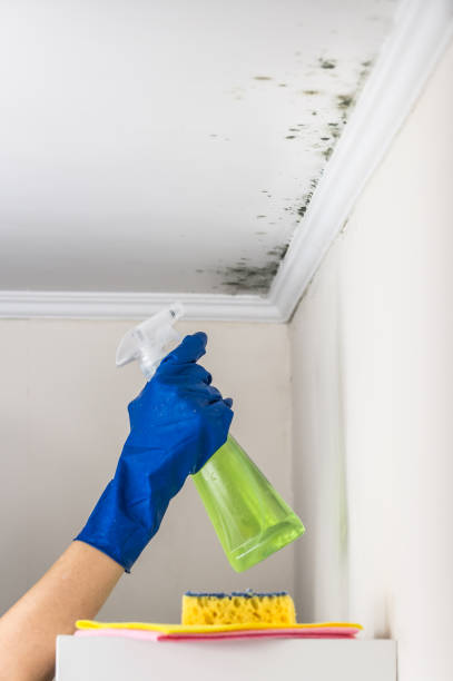 Best Commercial Mold Remediation in Mount Pulaski, IL
